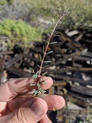 Euphorbia magdalenae