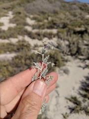 Psorothamnus emoryi arenarius