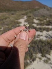 Psorothamnus emoryi arenarius