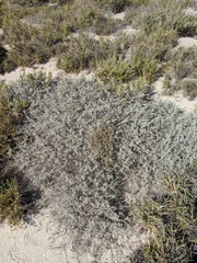 Psorothamnus emoryi arenarius