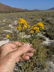 Xylothamia diffusa