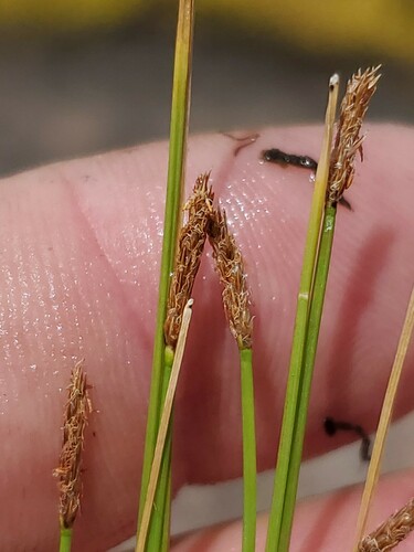 cylinder spikerush (Eleocharis cylindrica)