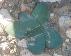 Brunsvigia striata