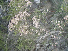 Erica petraea