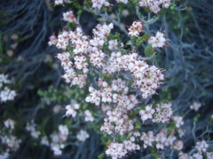 Erica petraea