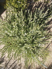 Amphithalea micrantha