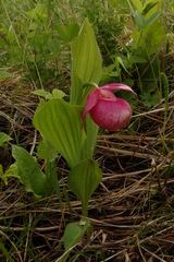 Cypripedium macranthos