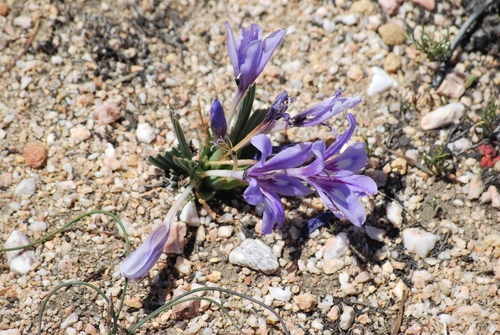Image of Babiana cuneata by (c) Charles Stirton, some rights reserved (CC BY-SA)