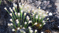 Bulbostylis paradoxa