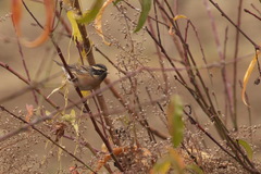 Prunella atrogularis