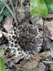 Strobilomyces strobilaceus image