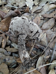 Strobilomyces strobilaceus image