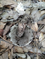 Strobilomyces strobilaceus image