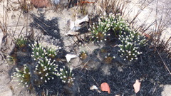 Bulbostylis paradoxa