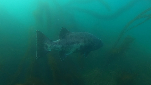 Black jewfish (Stereolepis gigas) — Polyprionidae — 4