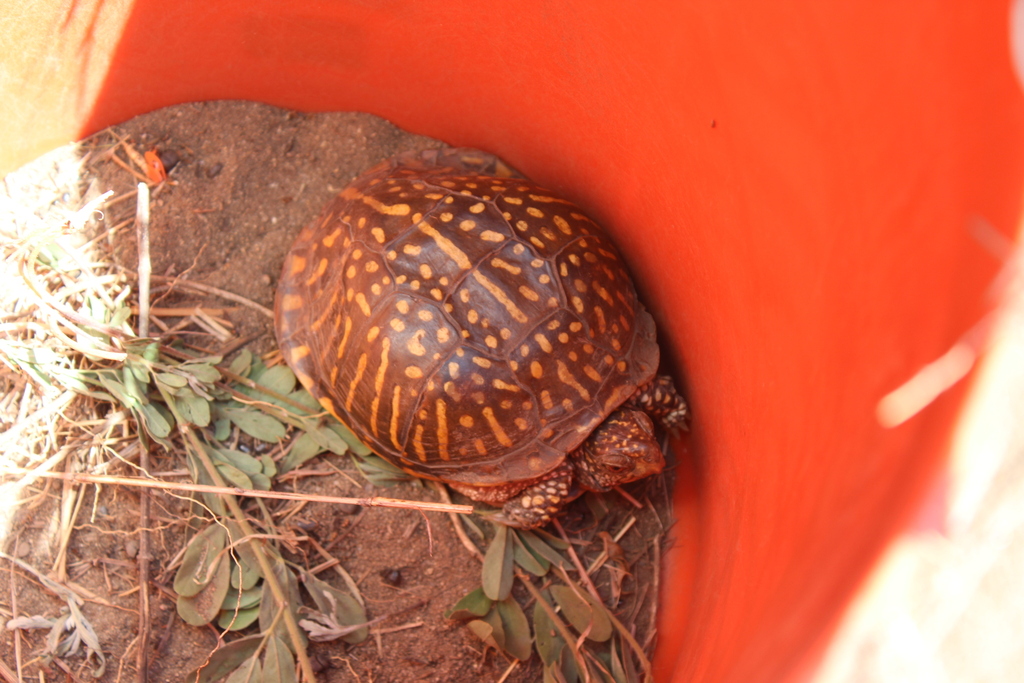 Ornate Box Turtle In June 2023 By Grant Fessler INaturalist   Large 