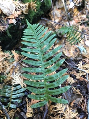 Polypodium × incognitum