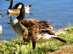 Branta canadensis