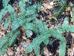 Polypodium × incognitum