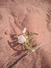 Euploca convolvulacea