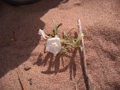 Euploca convolvulacea