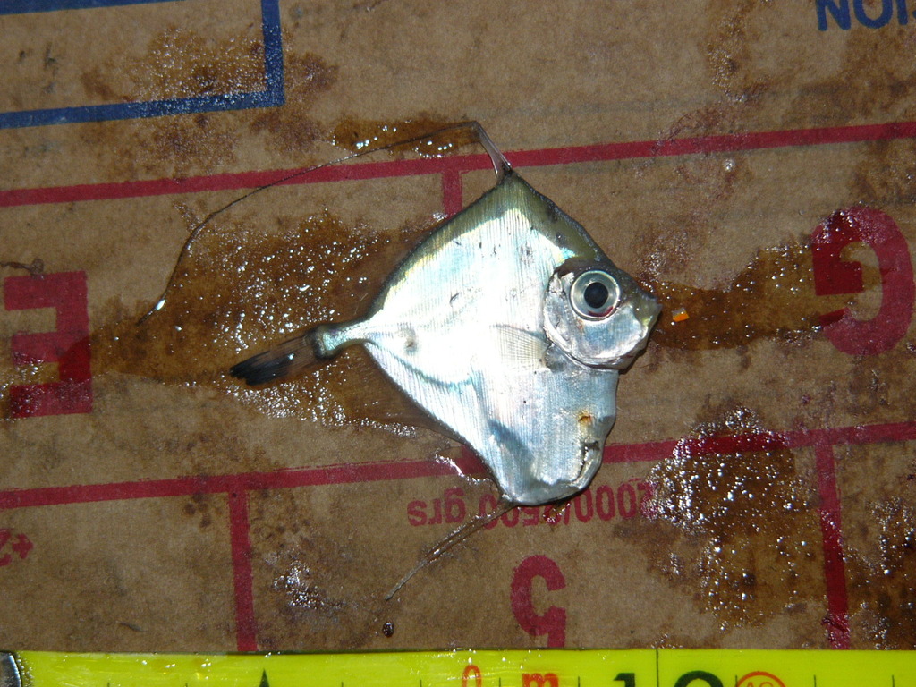 Spotted Tinselfish