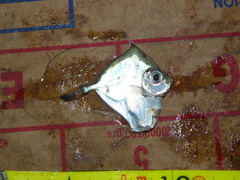 Xenolepidichthys dalgleishi