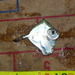 Xenolepidichthys dalgleishi - Photo 由 Gonzalo Mucientes Sandoval 所上傳的 (c) Gonzalo Mucientes Sandoval，保留部份權利CC BY-NC-SA