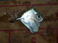 Xenolepidichthys dalgleishi