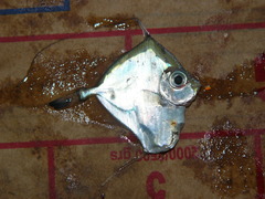 Xenolepidichthys dalgleishi