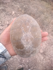 Kinosternon durangoense