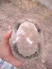 Kinosternon durangoense