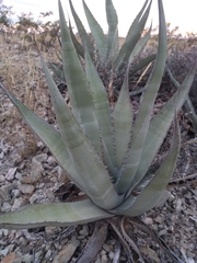 Agave asperrima