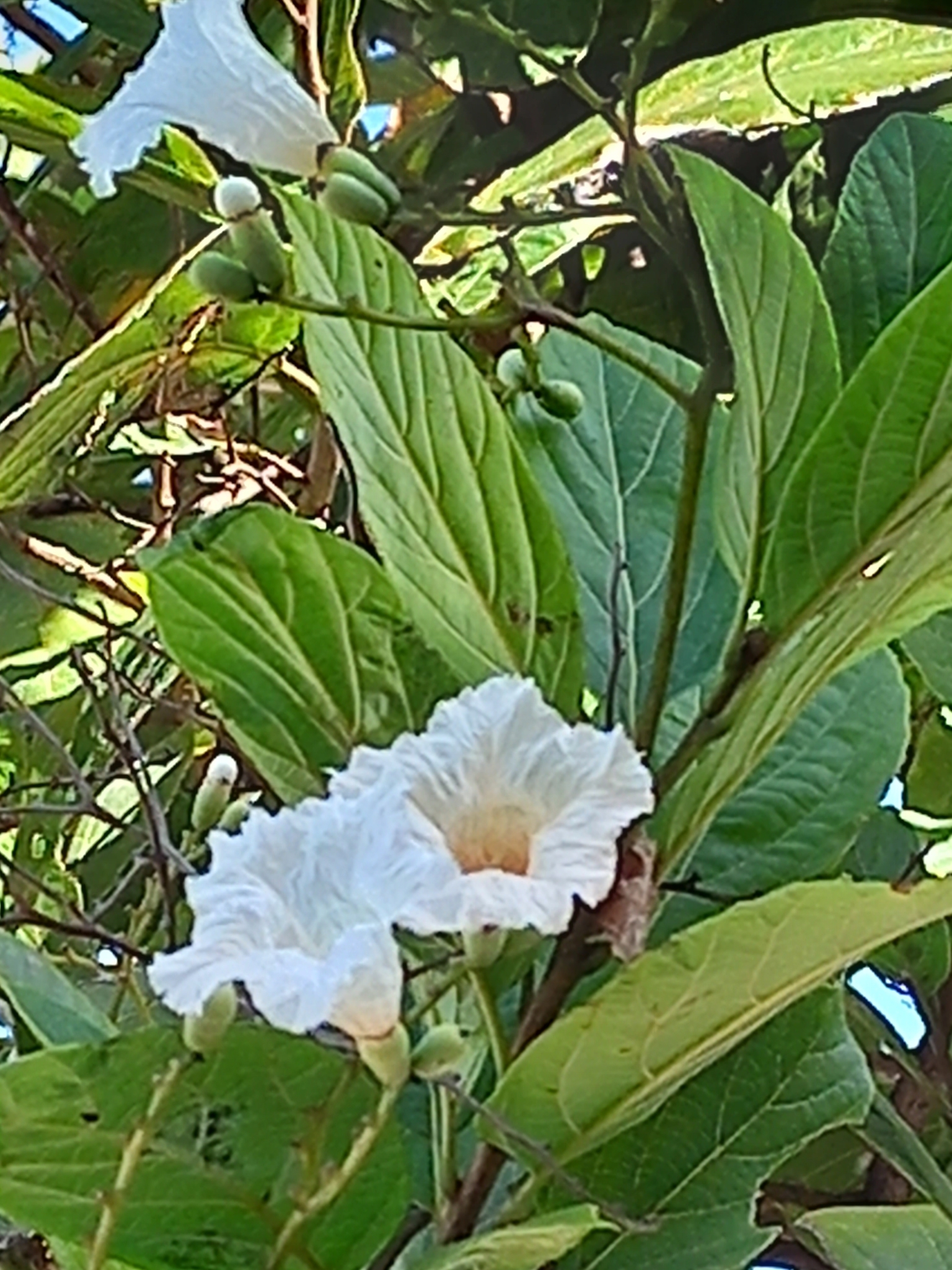 Cordia superba