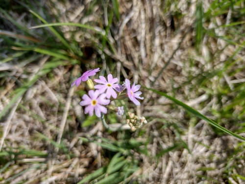 prvosienka pomúčená (Primula farinosa)