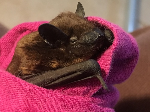 Evening Bat
