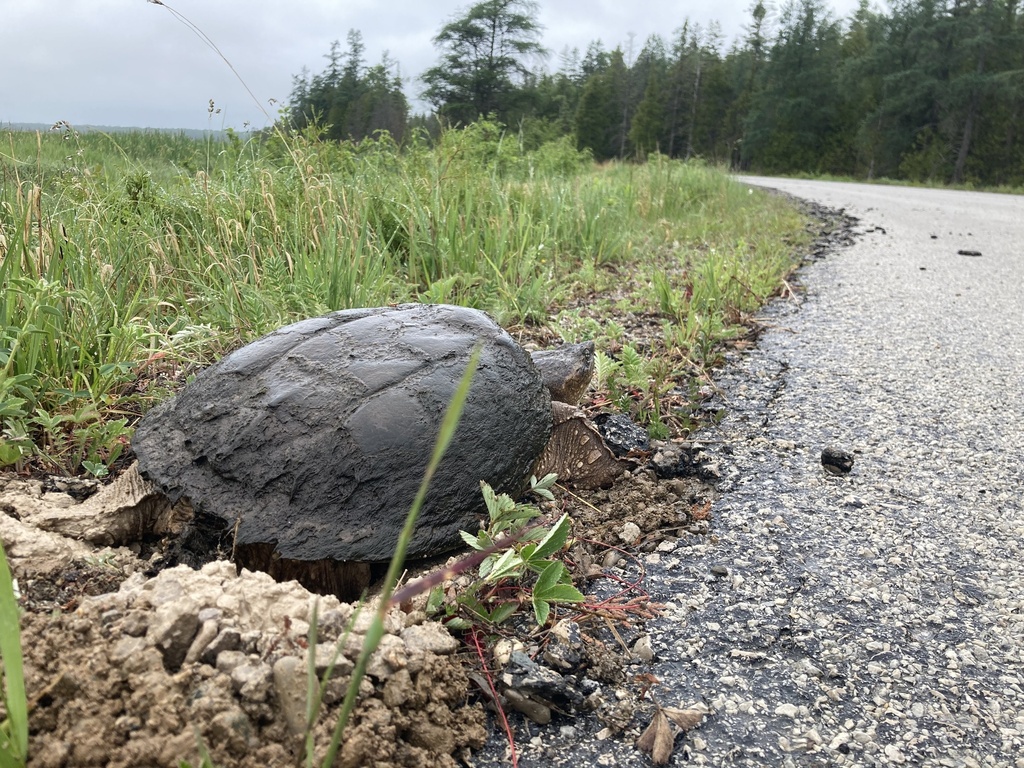 Common Snapping Turtle from Stokes Bay Rd, Northern Bruce Peninsula, ON