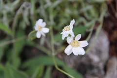 Achillea ageratifolia