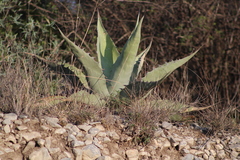 Agave asperrima
