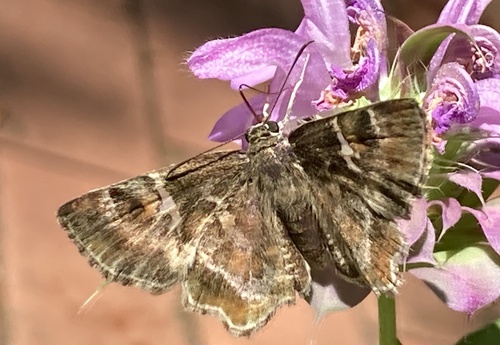 Texas Powdered Skipper photo 6