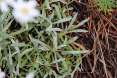 Achillea ageratifolia