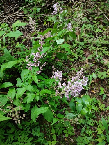 Hungarian lilac (Syringa josikaea)