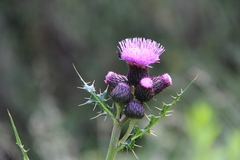 Cirsium appendiculatum