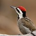Coastal Bearded Woodpecker - Photo (c) Carmelo López Abad, some rights reserved (CC BY-NC), uploaded by Carmelo López Abad