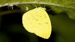 Eurema blanda arsakia