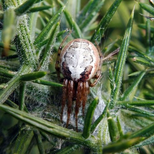 Red-sided Sector Spider