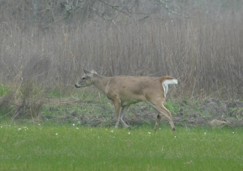 Avery Island White-tailed Deer