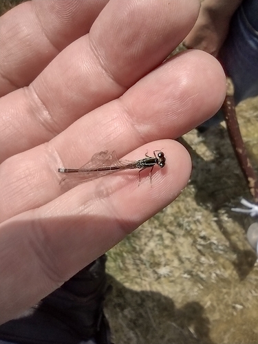 Mala mora (Ischnura pumilio)