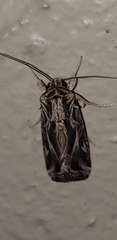 Spodoptera pulchella