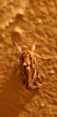 Spodoptera pulchella